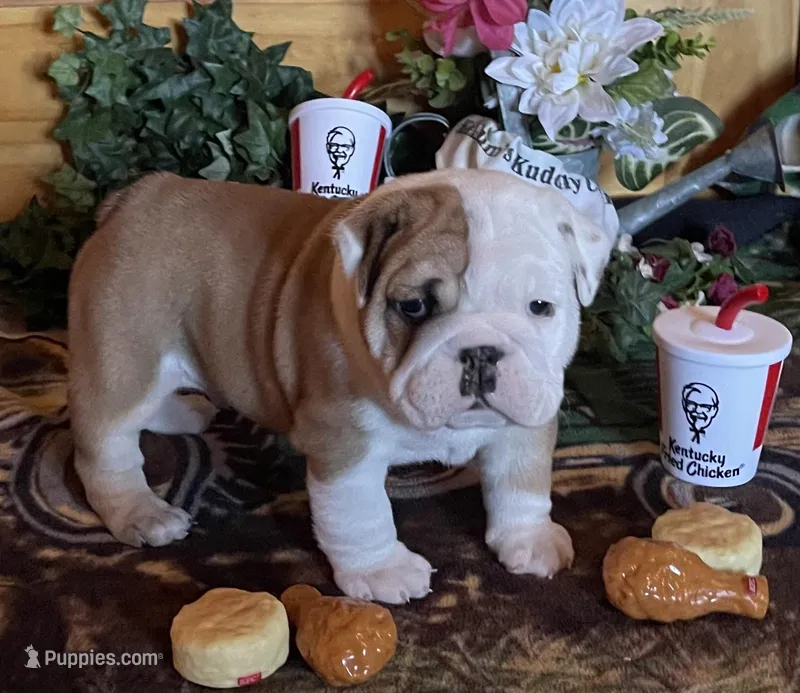 🐾Sterling🐾 – English Bulldog puppy for sale in Grovespring, MO