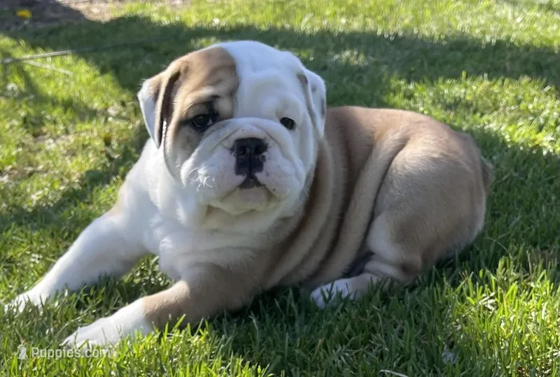 🐾Sterling🐾 – English Bulldog puppy for sale in Grovespring, MO