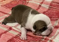 🐾Sterling🐾, a male English Bulldog for sale in Grovespring, MO – Photo 4 of 5