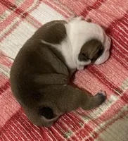 🐾Sterling🐾, a male English Bulldog for sale in Grovespring, MO – Photo 1 of 5