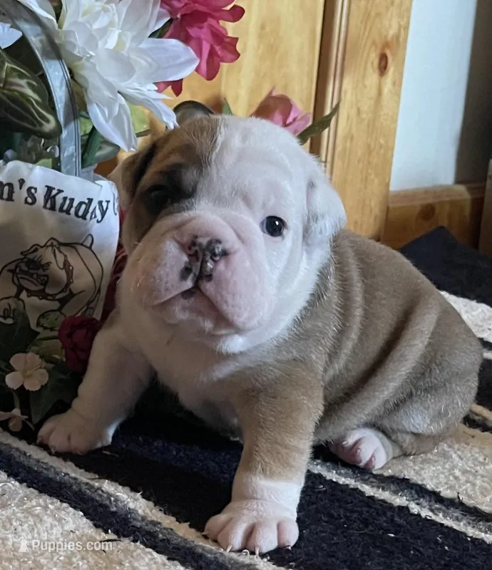 🐾Sterling🐾 – English Bulldog puppy for sale in Grovespring, MO