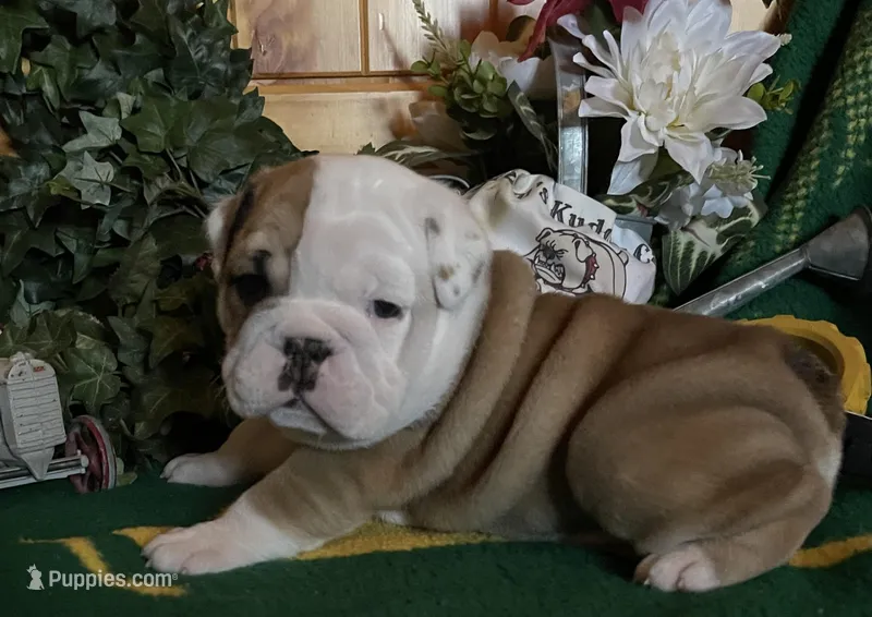 🐾Sterling🐾 – English Bulldog puppy for sale in Grovespring, MO