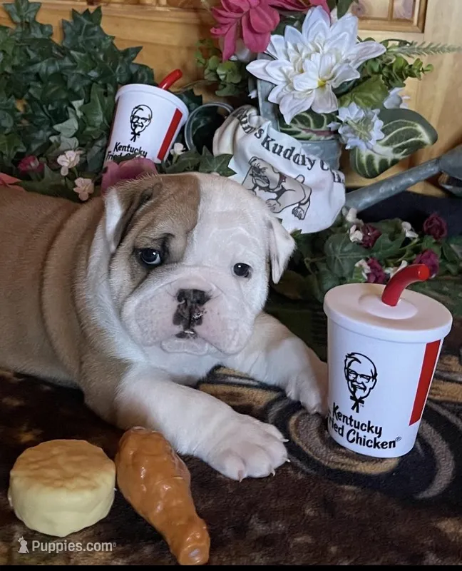 🐾Sterling🐾 – English Bulldog puppy for sale in Grovespring, MO
