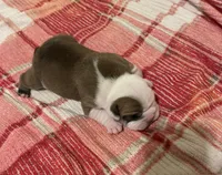 🐾Sterling🐾, a male English Bulldog for sale in Grovespring, MO – Photo 3 of 5