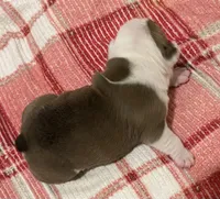 🐾Sterling🐾, a male English Bulldog for sale in Grovespring, MO – Photo 5 of 5