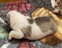 🐾DUECE🐾, a male English Bulldog for sale in Grovespring, MO – 3 of 3