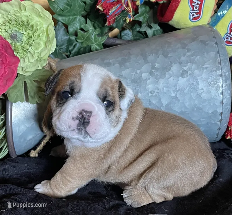 🐾ROLO🐾 – English Bulldog puppy for sale in Grovespring, MO