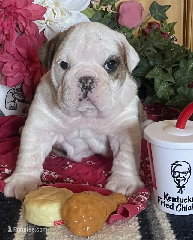 🐾CHOPZ🐾 – English Bulldog puppy for sale in Grovespring, MO