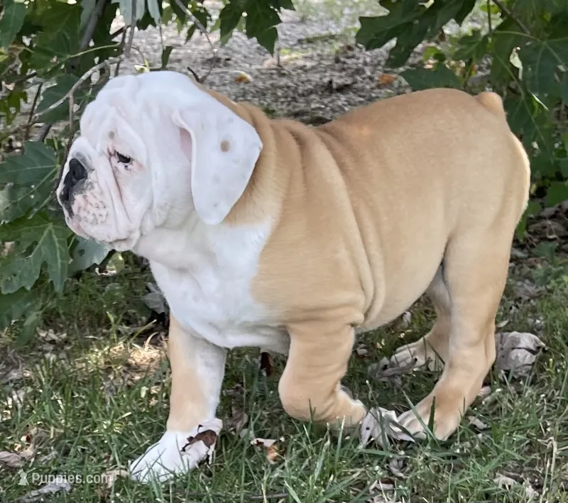 🐾Rocko🐾 – English Bulldog puppy for sale in Grovespring, MO