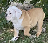 🐾Rocko🐾, a male English Bulldog for sale in Grovespring, MO – 2 of 7