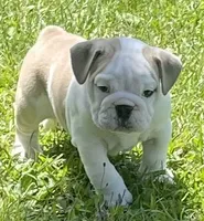 Elmer, a male English Bulldog for sale in Grovespring, MO – 7 of 7