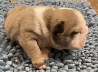 🐾WONTON🐾, a male English Bulldog for sale in Grovespring, MO – 2 of 3