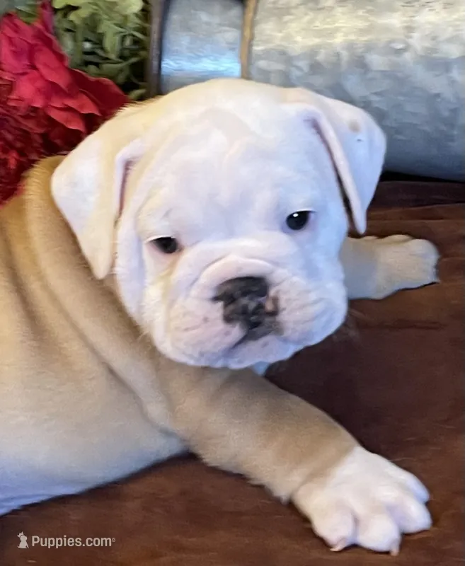 🐾 MAVERICK🐾 – English Bulldog puppy for sale in Grovespring, MO