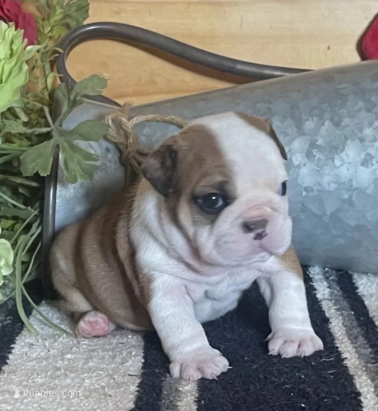 🌺Emma Grace🌺 – English Bulldog puppy for sale in Grovespring, MO