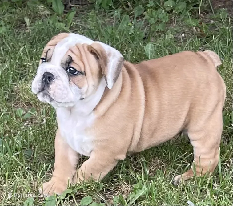 🐾ROLO🐾 – English Bulldog puppy for sale in Grovespring, MO