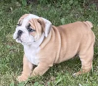 🐾ROLO🐾, a male English Bulldog for sale in Grovespring, MO – 5 of 9