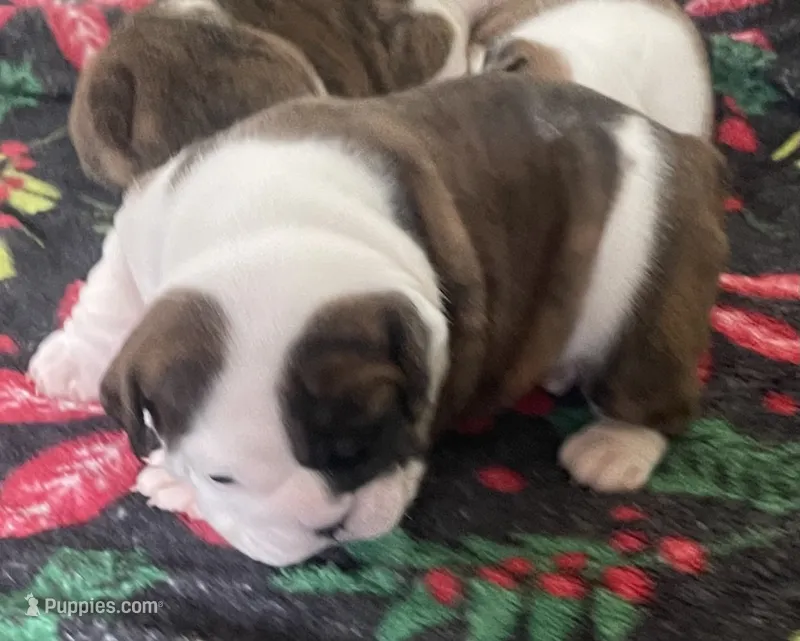 🌹Amelia Rose 🌹 – English Bulldog puppy for sale in Grovespring, MO
