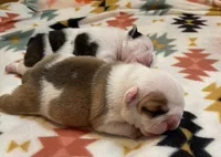 processed/772f3c60-ea5d-498c-ad39-4141d7f46a9d/listing/832d6488-4cd1-48e6-9c6f-e733f5e0d450/5b249ed3-b317-4502-897c-aeb5e029b0c5