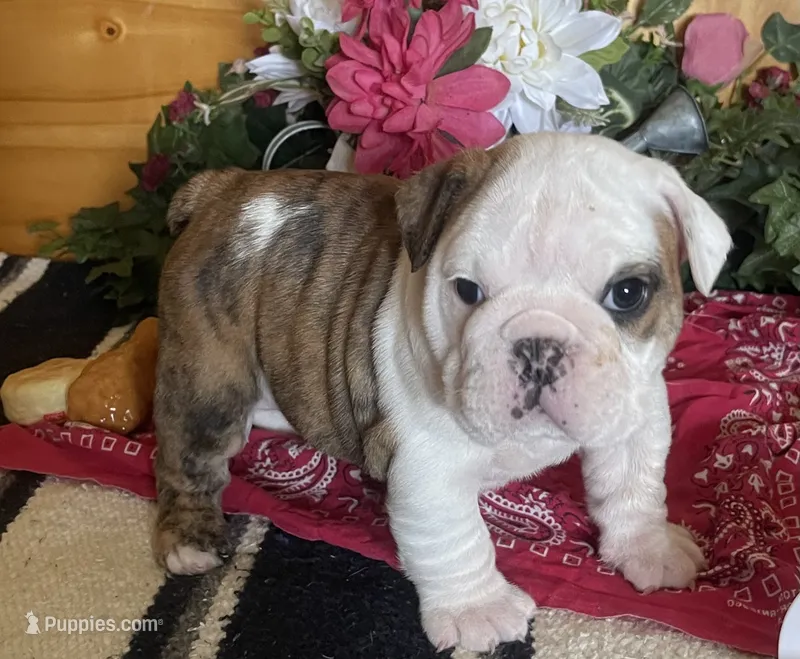 🐾CHOPZ🐾 – English Bulldog puppy for sale in Grovespring, MO