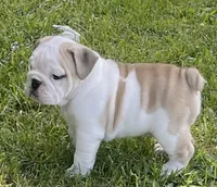 Elmer, a male English Bulldog for sale in Grovespring, MO – 2 of 7