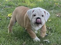 🐾Rocko🐾, a male English Bulldog for sale in Grovespring, MO – 5 of 7