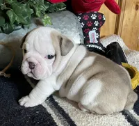 🐾ELMER🐾, a male English Bulldog for sale in Grovespring, MO – 5 of 8