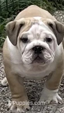 🤠 Cowboy 🤠 – English Bulldog puppy for sale in Grovespring, MO