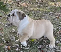 🤠COWBOY 🤠, a male English Bulldog for sale in Grovespring, MO – 7 of 10