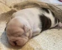 processed/772f3c60-ea5d-498c-ad39-4141d7f46a9d/listing/949ce53f-32c8-4d68-95dc-653d1ed5d199/2f4ff919-8aa9-4233-bda7-658197f6b080