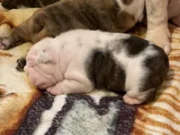 processed/772f3c60-ea5d-498c-ad39-4141d7f46a9d/listing/949ce53f-32c8-4d68-95dc-653d1ed5d199/7b3cfd50-083d-4f03-bbd2-13d909924763