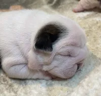 processed/772f3c60-ea5d-498c-ad39-4141d7f46a9d/listing/949ce53f-32c8-4d68-95dc-653d1ed5d199/b8142a06-ffcf-4c04-8958-e0193f851083