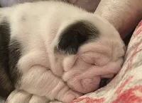 processed/772f3c60-ea5d-498c-ad39-4141d7f46a9d/listing/949ce53f-32c8-4d68-95dc-653d1ed5d199/c9b6d514-c621-4351-ac81-5ca682da1669