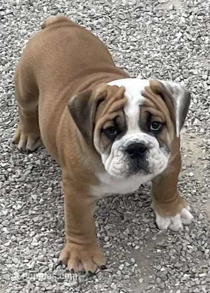 🐾ROLO🐾 – English Bulldog puppy for sale in Grovespring, MO