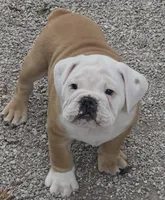 🐾Rocko🐾, a male English Bulldog for sale in Grovespring, MO – 1 of 7