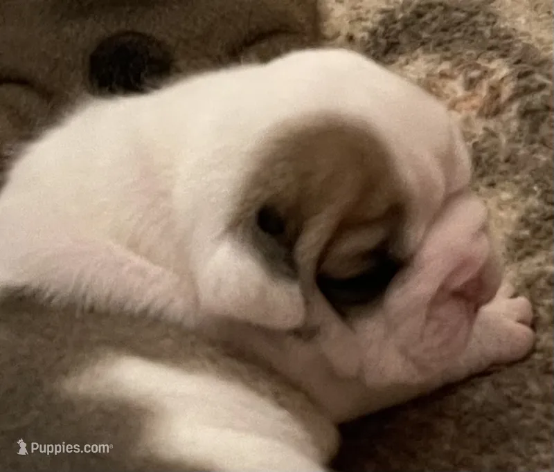 🎸OZZY🎸 – English Bulldog puppy for sale in Grovespring, MO