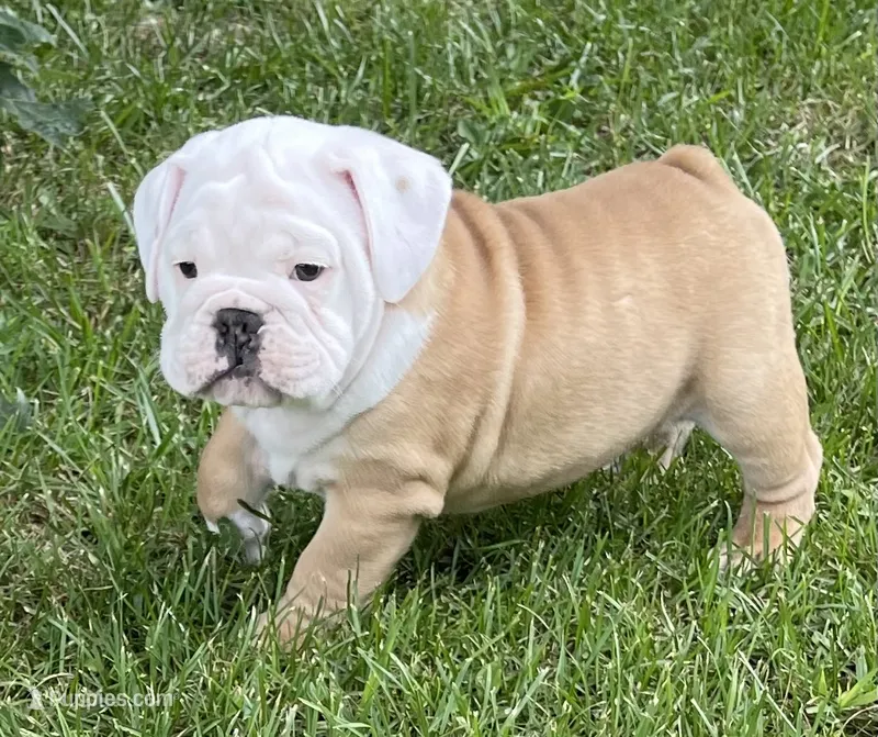 🐾 MAVERICK🐾 – English Bulldog puppy for sale in Grovespring, MO