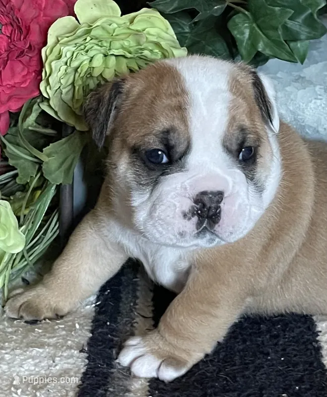 🐾ROLO🐾 – English Bulldog puppy for sale in Grovespring, MO