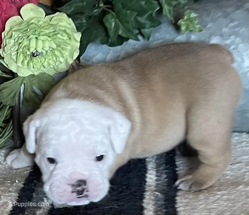 🐾 MAVERICK🐾 – English Bulldog puppy for sale in Grovespring, MO