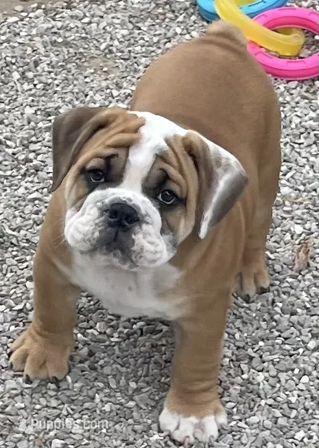 🐾ROLO🐾 – English Bulldog puppy for sale in Grovespring, MO
