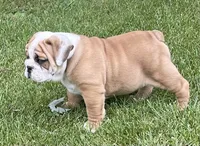 🐾ROLO🐾, a male English Bulldog for sale in Grovespring, MO – 6 of 9
