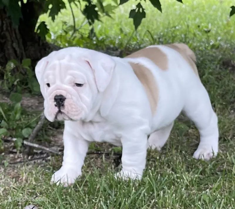 🐾MAXWELL🐾 – English Bulldog puppy for sale in Grovespring, MO