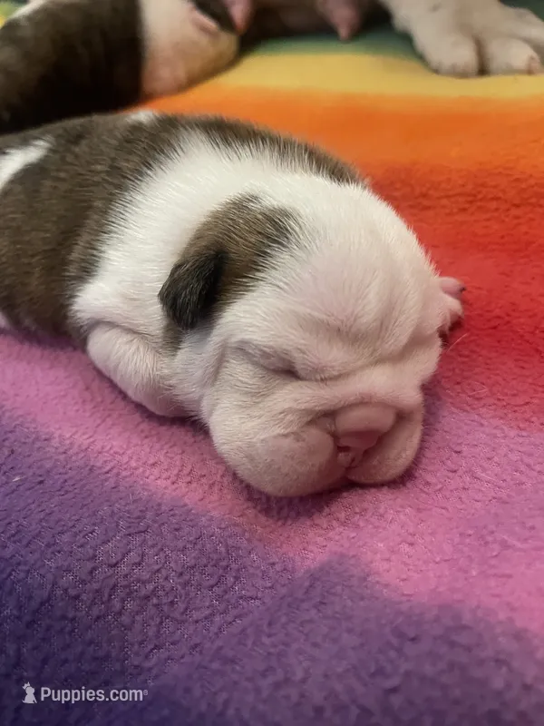 🐾Chopz🐾 – English Bulldog puppy for sale in Grovespring, MO
