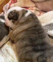 processed/772f3c60-ea5d-498c-ad39-4141d7f46a9d/listing/a7723f5f-cb30-47ea-8e1c-1824f3dffa98/70a220b9-d866-4762-ae44-2261ed7e741d