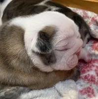 processed/772f3c60-ea5d-498c-ad39-4141d7f46a9d/listing/a7723f5f-cb30-47ea-8e1c-1824f3dffa98/8f124b60-be47-4fff-a63d-43c5a34e7e16