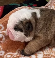 processed/772f3c60-ea5d-498c-ad39-4141d7f46a9d/listing/a7723f5f-cb30-47ea-8e1c-1824f3dffa98/950a902a-e550-4a18-be9d-61a4b261306a