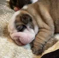 processed/772f3c60-ea5d-498c-ad39-4141d7f46a9d/listing/a7723f5f-cb30-47ea-8e1c-1824f3dffa98/99060863-0533-4c76-82fd-a6a51aef5fb4