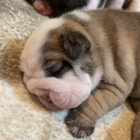 processed/772f3c60-ea5d-498c-ad39-4141d7f46a9d/listing/a7723f5f-cb30-47ea-8e1c-1824f3dffa98/f3f3d064-71bb-4d68-9157-a94b54935821