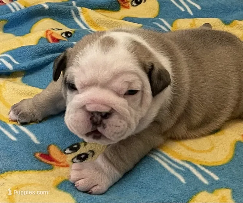 🐾WONTON🐾 – English Bulldog puppy for sale in Grovespring, MO