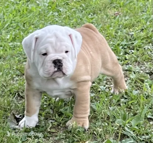 🐾 MAVERICK🐾 – English Bulldog puppy for sale in Grovespring, MO