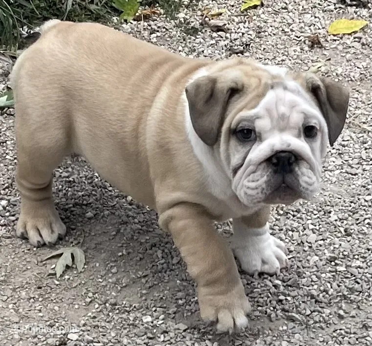 🤠 Cowboy 🤠 – English Bulldog puppy for sale in Grovespring, MO